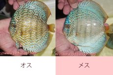 画像6: 【ディスカス】【通販】【産卵経験あり】スーパーブルーレオパード（ラインパターン＆ソリッドパターン）【個体ペア販売】15-17cm（生体）マレーシア　NAディスカスファーム (6)