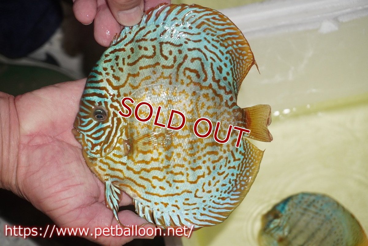 画像7: 【ディスカス】【通販】【産卵経験あり】スーパーブルーレオパード（ラインパターン＆ソリッドパターン）【個体ペア販売】15-17cm（生体）マレーシア　NAディスカスファーム (7)