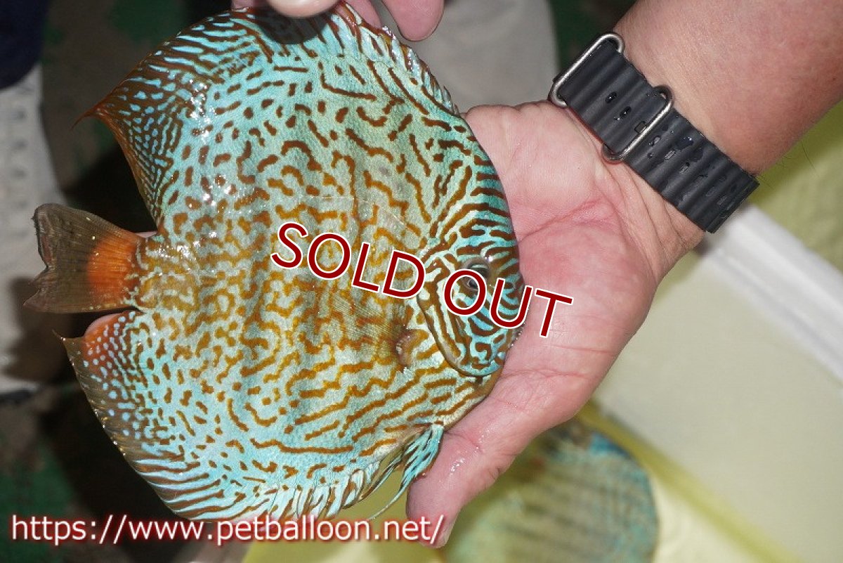 画像8: 【ディスカス】【通販】【産卵経験あり】スーパーブルーレオパード（ラインパターン＆ソリッドパターン）【個体ペア販売】15-17cm（生体）マレーシア　NAディスカスファーム (8)