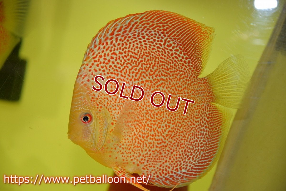 画像5: 【ディスカス】【通販】サクラスーパーエラプション【個体ペア販売】15-16cm（生体）マレーシア　NAディスカスファーム (5)