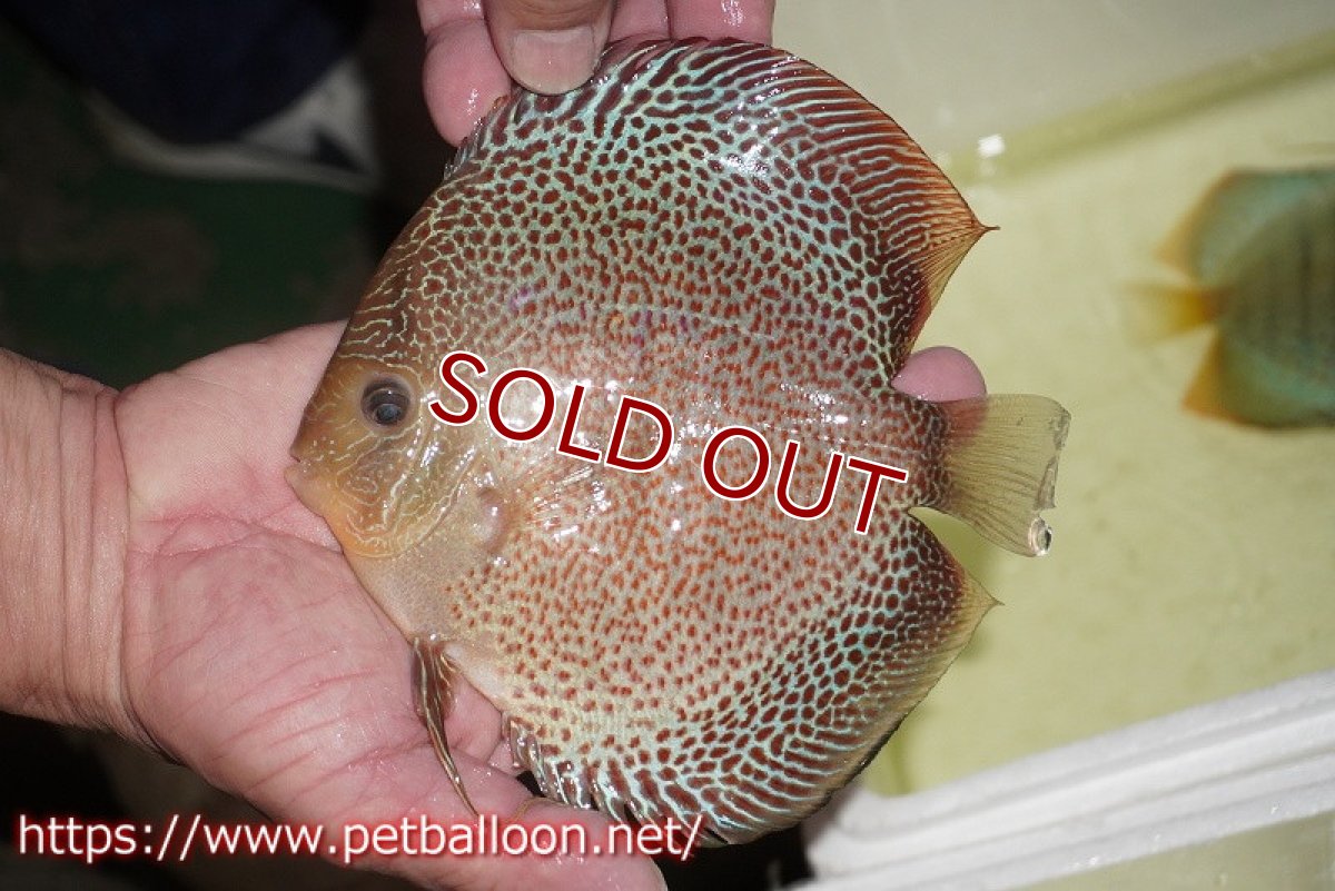 画像7: 【ディスカス】【通販】サクラスーパーエラプション【個体ペア販売】15-16cm（生体）マレーシア　NAディスカスファーム (7)