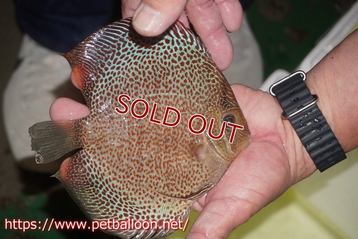 画像8: 【ディスカス】【通販】サクラスーパーエラプション【個体ペア販売】15-16cm（生体）マレーシア　NAディスカスファーム (8)