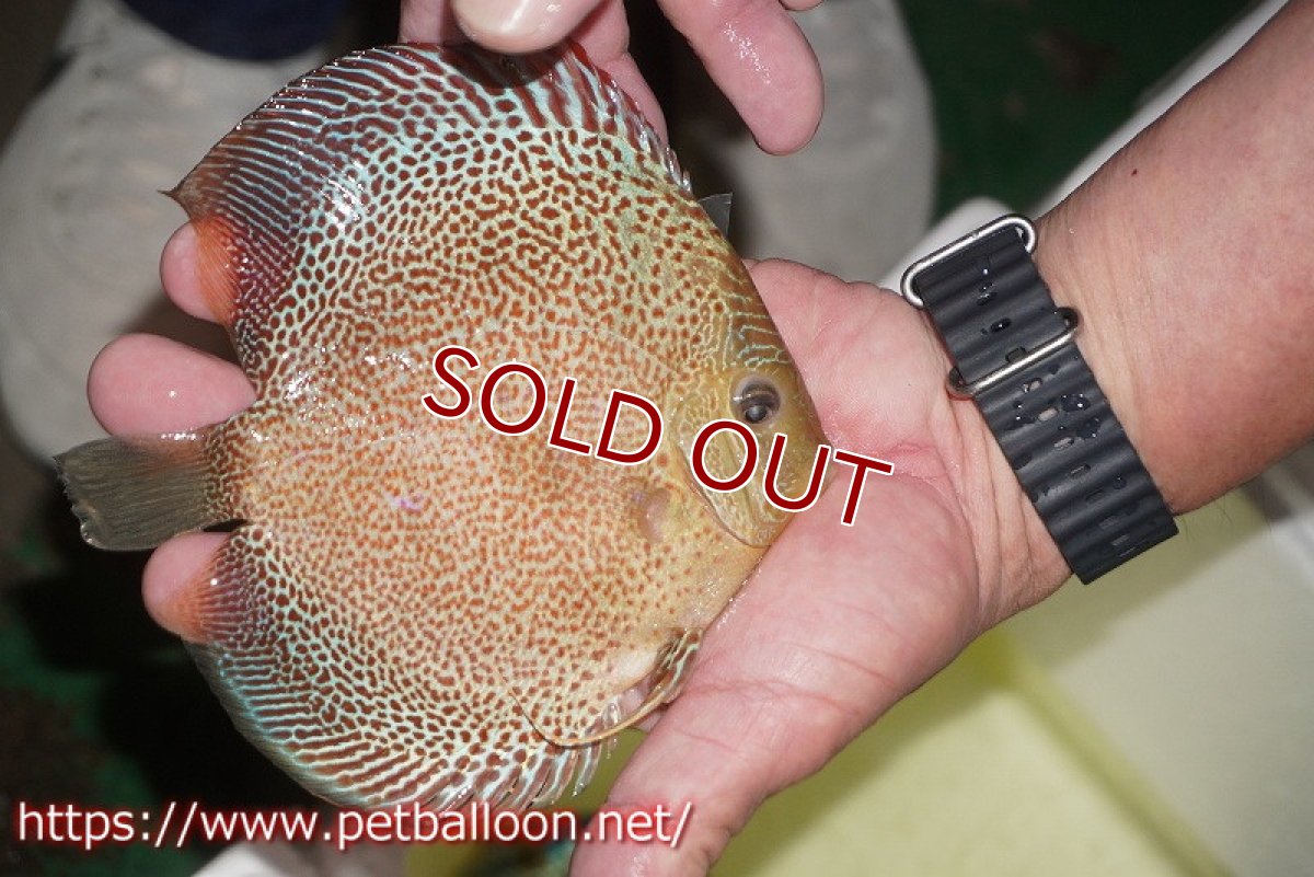 画像10: 【ディスカス】【通販】サクラスーパーエラプション【個体ペア販売】15-16cm（生体）マレーシア　NAディスカスファーム (10)