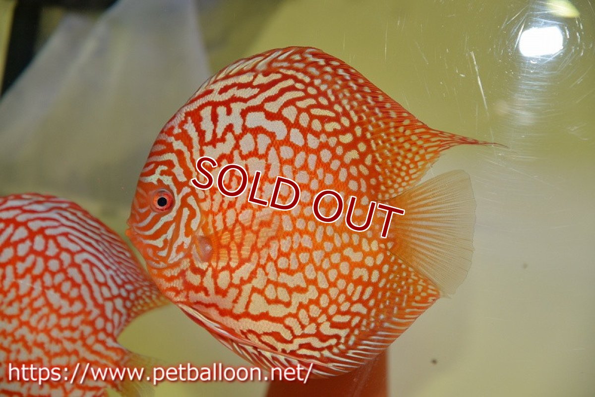 画像2: 【ディスカス】【通販】【産卵経験あり】クリムゾンレッドギャラクシー スーパーハイフォーム（Show grade）【個体ペア販売】15-16cm（生体）マレーシア　NAディスカスファーム (2)