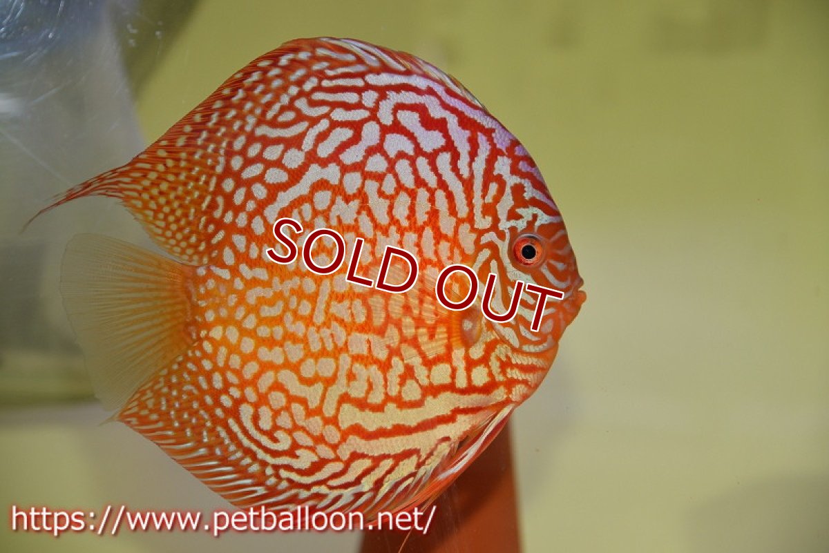 画像3: 【ディスカス】【通販】【産卵経験あり】クリムゾンレッドギャラクシー スーパーハイフォーム（Show grade）【個体ペア販売】15-16cm（生体）マレーシア　NAディスカスファーム (3)