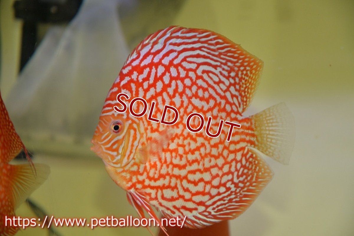 画像4: 【ディスカス】【通販】【産卵経験あり】クリムゾンレッドギャラクシー スーパーハイフォーム（Show grade）【個体ペア販売】15-16cm（生体）マレーシア　NAディスカスファーム (4)