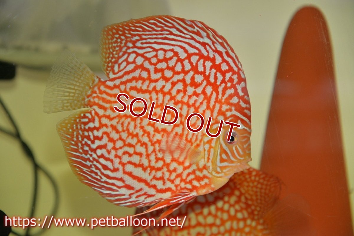 画像5: 【ディスカス】【通販】【産卵経験あり】クリムゾンレッドギャラクシー スーパーハイフォーム（Show grade）【個体ペア販売】15-16cm（生体）マレーシア　NAディスカスファーム (5)