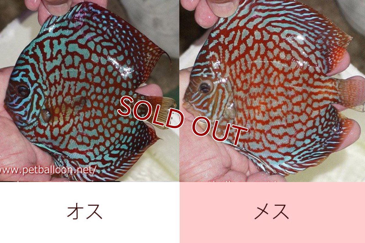 画像6: 【ディスカス】【通販】【産卵経験あり】クリムゾンレッドギャラクシー スーパーハイフォーム（Show grade）【個体ペア販売】15-16cm（生体）マレーシア　NAディスカスファーム (6)