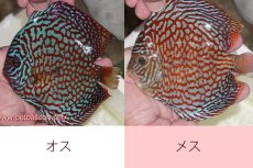 画像6: 【ディスカス】【通販】【産卵経験あり】クリムゾンレッドギャラクシー スーパーハイフォーム（Show grade）【個体ペア販売】15-16cm（生体）マレーシア　NAディスカスファーム (6)