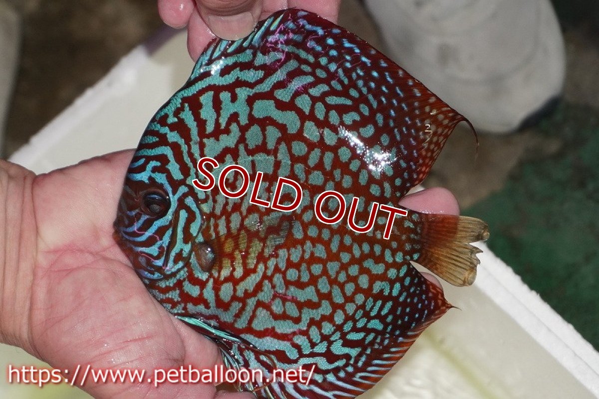 画像7: 【ディスカス】【通販】【産卵経験あり】クリムゾンレッドギャラクシー スーパーハイフォーム（Show grade）【個体ペア販売】15-16cm（生体）マレーシア　NAディスカスファーム (7)