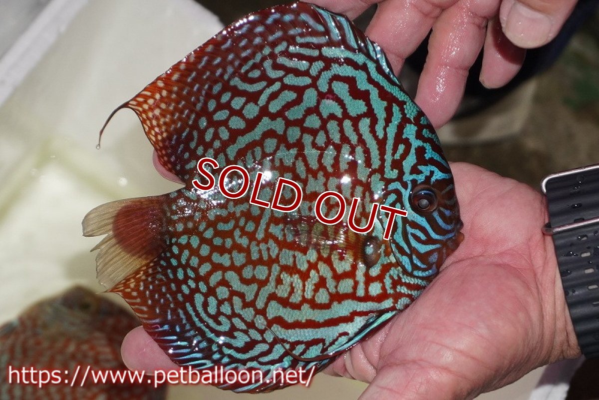 画像8: 【ディスカス】【通販】【産卵経験あり】クリムゾンレッドギャラクシー スーパーハイフォーム（Show grade）【個体ペア販売】15-16cm（生体）マレーシア　NAディスカスファーム (8)