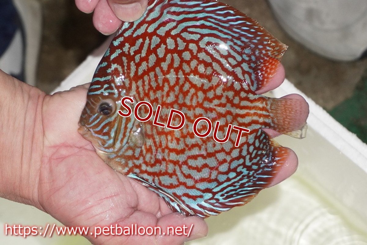 画像9: 【ディスカス】【通販】【産卵経験あり】クリムゾンレッドギャラクシー スーパーハイフォーム（Show grade）【個体ペア販売】15-16cm（生体）マレーシア　NAディスカスファーム (9)
