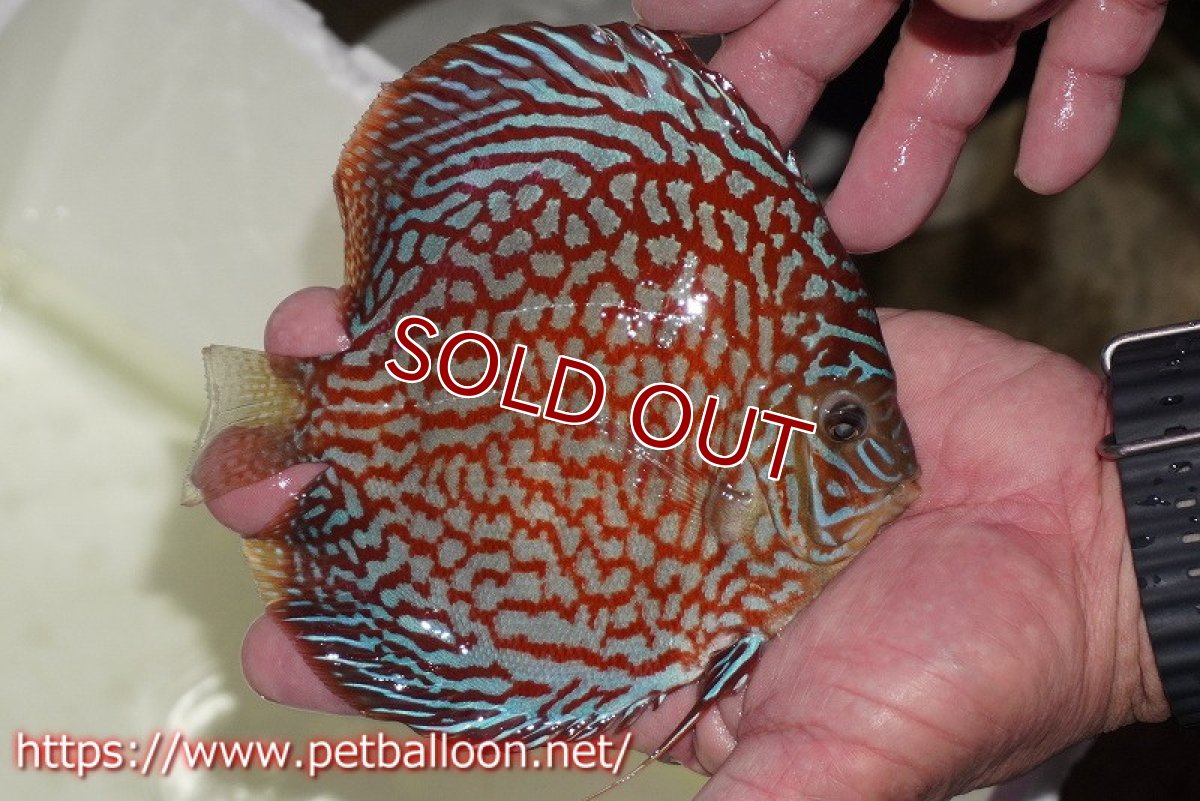画像10: 【ディスカス】【通販】【産卵経験あり】クリムゾンレッドギャラクシー スーパーハイフォーム（Show grade）【個体ペア販売】15-16cm（生体）マレーシア　NAディスカスファーム (10)