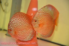 画像1: 【ディスカス】【通販】【産卵経験あり】メイズレッドターコイズ　ハイフォーム【個体ペア販売】15-16cm（生体）マレーシア　NAディスカスファーム (1)
