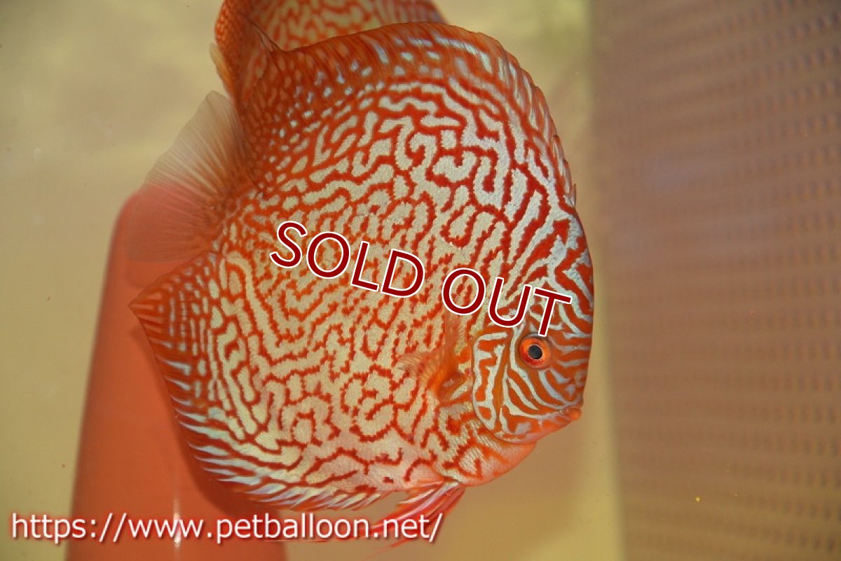 画像2: 【ディスカス】【通販】【産卵経験あり】メイズレッドターコイズ　ハイフォーム【個体ペア販売】15-16cm（生体）マレーシア　NAディスカスファーム (2)