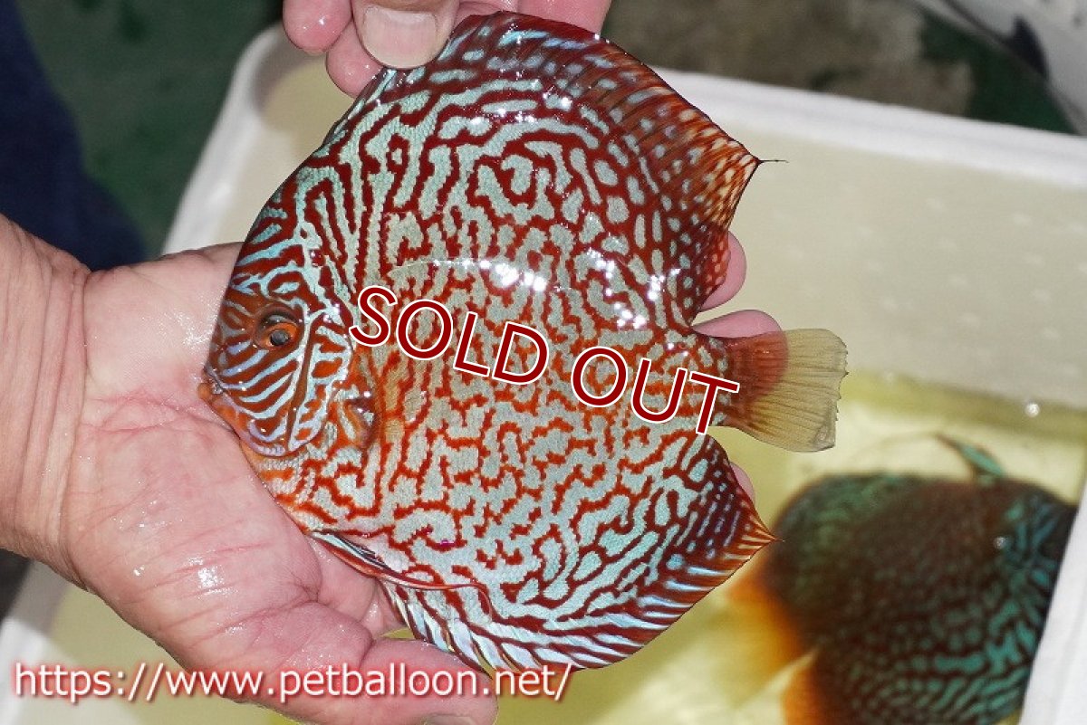 画像3: 【ディスカス】【通販】【産卵経験あり】メイズレッドターコイズ　ハイフォーム【個体ペア販売】15-16cm（生体）マレーシア　NAディスカスファーム (3)