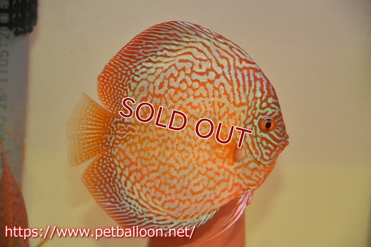 画像5: 【ディスカス】【通販】【産卵経験あり】メイズレッドターコイズ　ハイフォーム【個体ペア販売】15-16cm（生体）マレーシア　NAディスカスファーム (5)