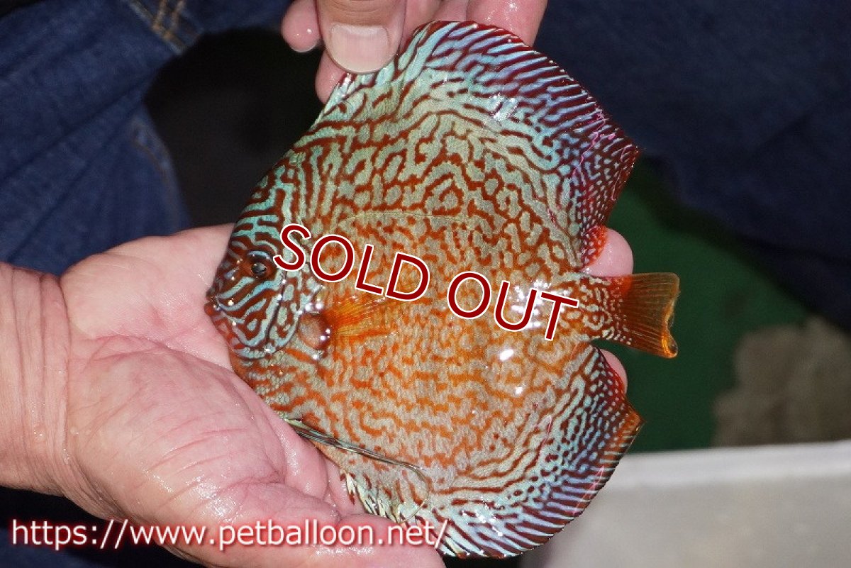 画像6: 【ディスカス】【通販】【産卵経験あり】メイズレッドターコイズ　ハイフォーム【個体ペア販売】15-16cm（生体）マレーシア　NAディスカスファーム (6)