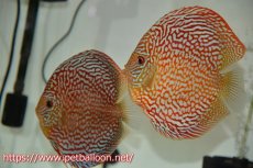 画像1: 【ディスカス】【通販】クリムゾンレッドギャラクシー スーパーハイフォーム（Show grade）【個体ペア販売】15-16cm（生体）マレーシア　NAディスカスファーム (1)