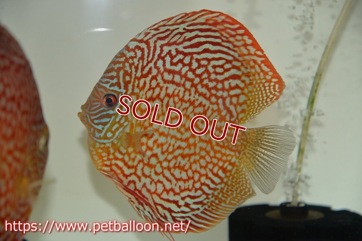 画像2: 【ディスカス】【通販】クリムゾンレッドギャラクシー スーパーハイフォーム（Show grade）【個体ペア販売】15-16cm（生体）マレーシア　NAディスカスファーム (2)