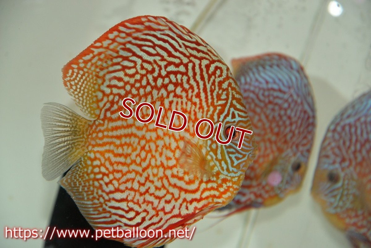 画像3: 【ディスカス】【通販】クリムゾンレッドギャラクシー スーパーハイフォーム（Show grade）【個体ペア販売】15-16cm（生体）マレーシア　NAディスカスファーム (3)