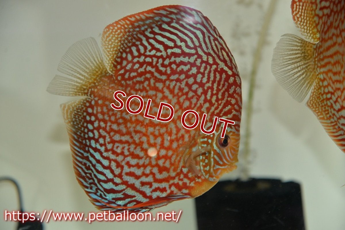 画像4: 【ディスカス】【通販】クリムゾンレッドギャラクシー スーパーハイフォーム（Show grade）【個体ペア販売】15-16cm（生体）マレーシア　NAディスカスファーム (4)