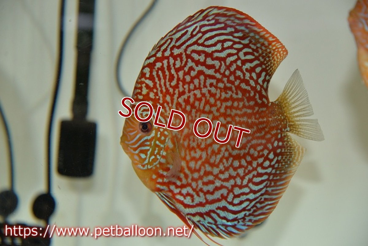 画像5: 【ディスカス】【通販】クリムゾンレッドギャラクシー スーパーハイフォーム（Show grade）【個体ペア販売】15-16cm（生体）マレーシア　NAディスカスファーム (5)