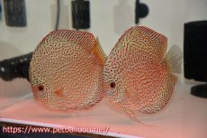 画像1: 【ディスカス】【通販】レッドキングバイパー　ラウンドボディ【個体ペア販売】15cm（生体）マレーシア　KLディスカスファーム (1)