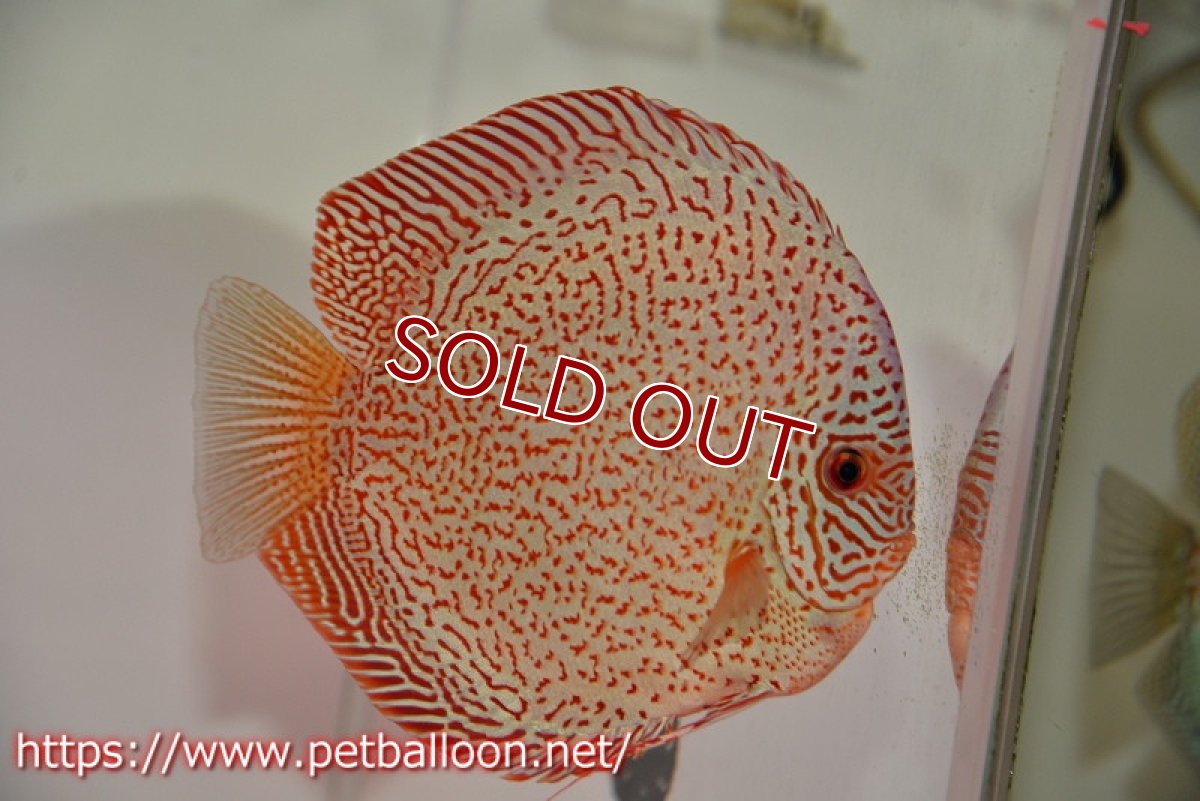 画像2: 【ディスカス】【通販】レッドキングバイパー　ラウンドボディ【個体ペア販売】15cm（生体）マレーシア　KLディスカスファーム (2)