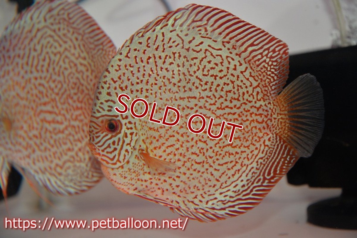 画像3: 【ディスカス】【通販】レッドキングバイパー　ラウンドボディ【個体ペア販売】15cm（生体）マレーシア　KLディスカスファーム (3)