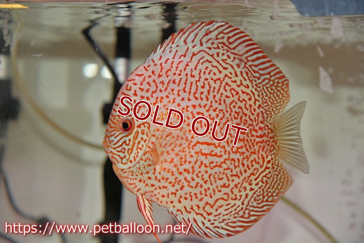 画像4: 【ディスカス】【通販】レッドキングバイパー　ラウンドボディ【個体ペア販売】15cm（生体）マレーシア　KLディスカスファーム (4)