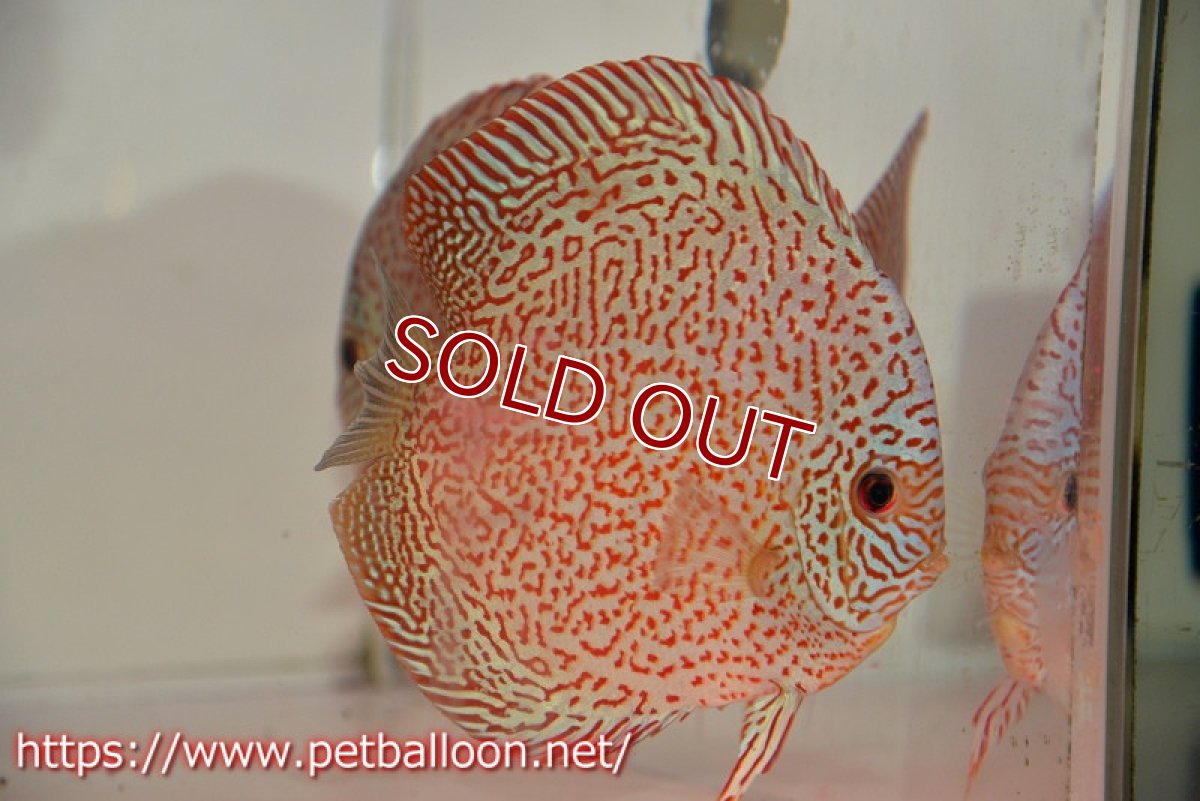 画像5: 【ディスカス】【通販】レッドキングバイパー　ラウンドボディ【個体ペア販売】15cm（生体）マレーシア　KLディスカスファーム (5)