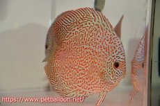 画像5: 【ディスカス】【通販】レッドキングバイパー　ラウンドボディ【個体ペア販売】15cm（生体）マレーシア　KLディスカスファーム (5)