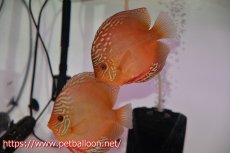 画像1: 【ディスカス】【通販】【産卵体着経験あり】ラーゴパラコニブラッドレッドF2【個体ペア販売】15-16cm（生体）マレーシア　NAディスカスファーム (1)