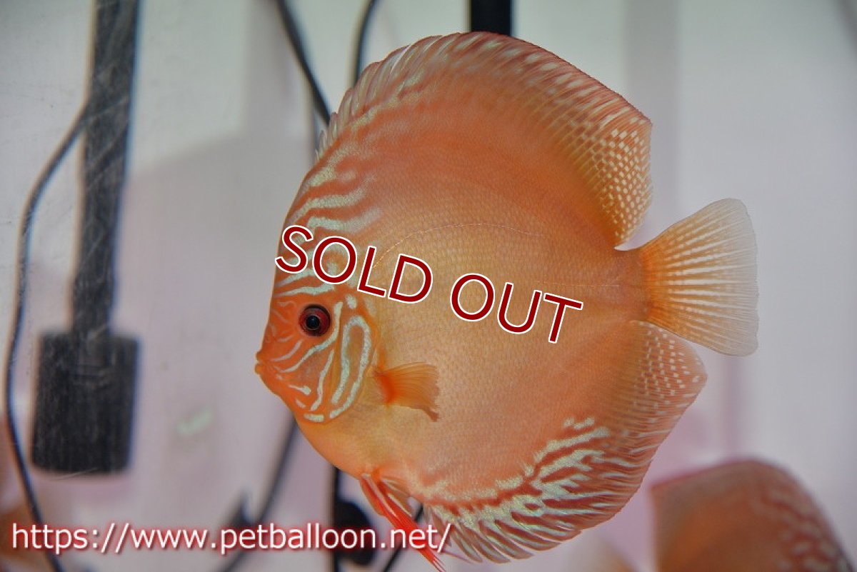 画像2: 【ディスカス】【通販】【産卵体着経験あり】ラーゴパラコニブラッドレッドF2【個体ペア販売】15-16cm（生体）マレーシア　NAディスカスファーム (2)