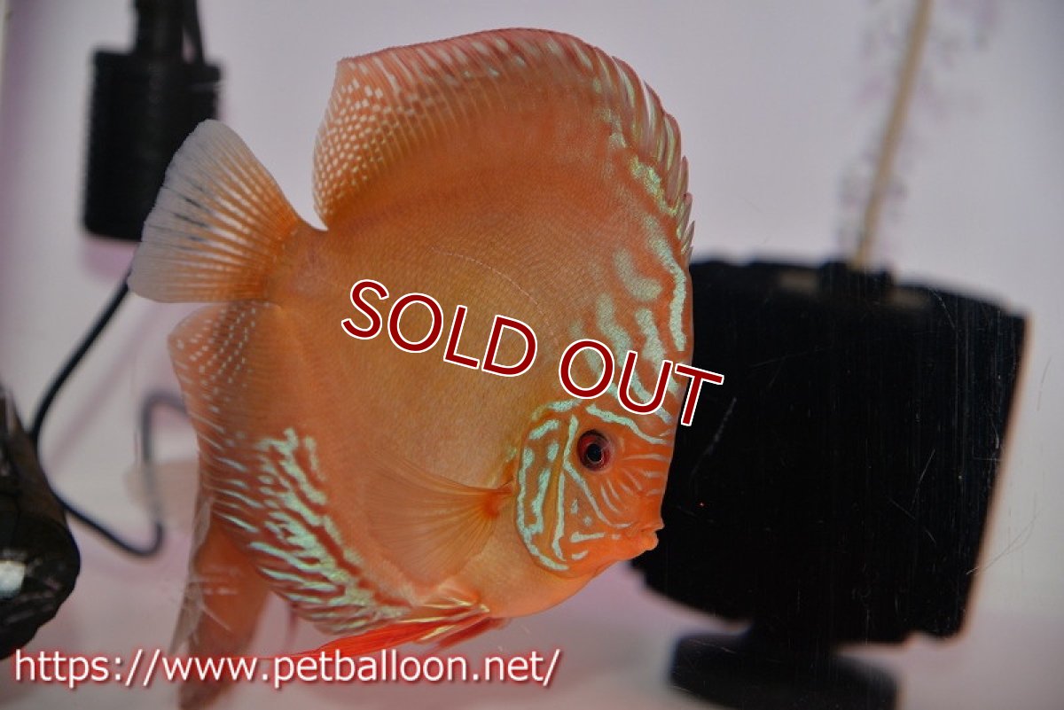 画像3: 【ディスカス】【通販】【産卵体着経験あり】ラーゴパラコニブラッドレッドF2【個体ペア販売】15-16cm（生体）マレーシア　NAディスカスファーム (3)