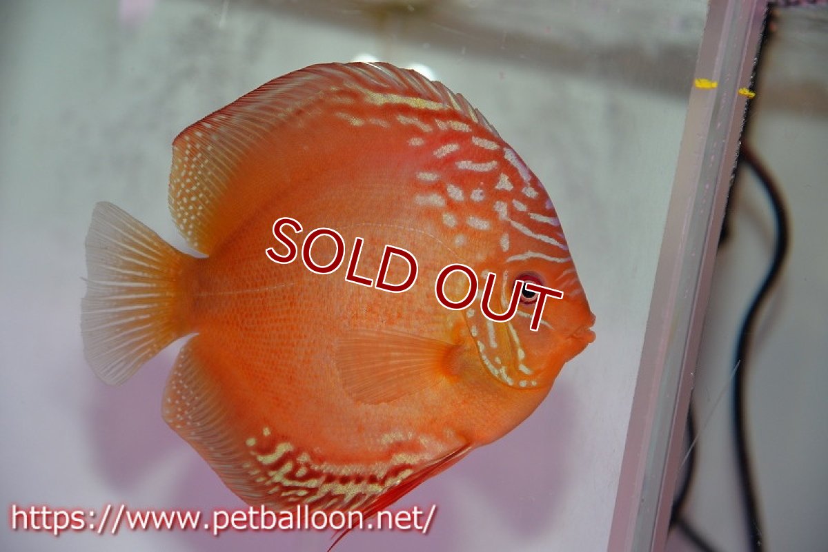 画像4: 【ディスカス】【通販】【産卵体着経験あり】ラーゴパラコニブラッドレッドF2【個体ペア販売】15-16cm（生体）マレーシア　NAディスカスファーム (4)