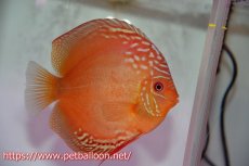 画像4: 【ディスカス】【通販】【産卵体着経験あり】ラーゴパラコニブラッドレッドF2【個体ペア販売】15-16cm（生体）マレーシア　NAディスカスファーム (4)