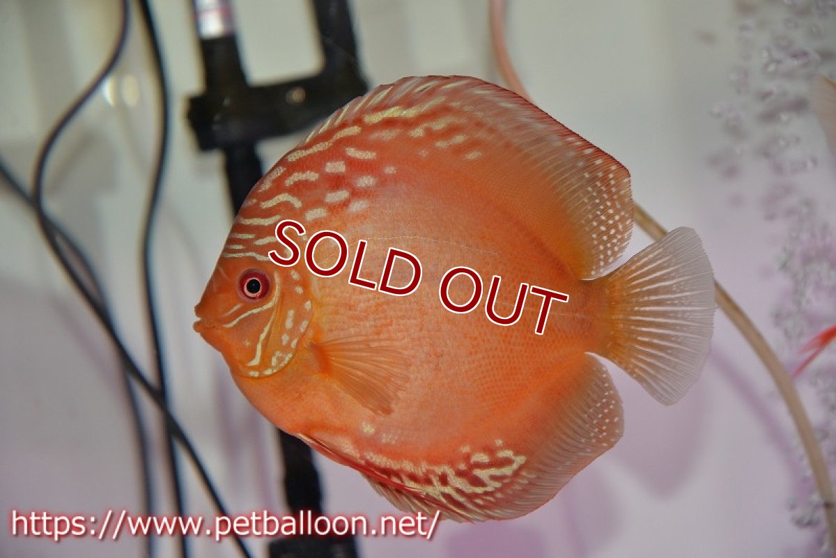 画像5: 【ディスカス】【通販】【産卵体着経験あり】ラーゴパラコニブラッドレッドF2【個体ペア販売】15-16cm（生体）マレーシア　NAディスカスファーム (5)