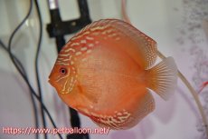 画像5: 【ディスカス】【通販】【産卵体着経験あり】ラーゴパラコニブラッドレッドF2【個体ペア販売】15-16cm（生体）マレーシア　NAディスカスファーム (5)