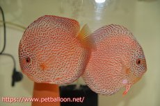 画像1: 【ディスカス】【通販】【産卵経験あり】レッドキングバイパー　ラウンドボディ【個体ペア販売】15cm（生体）マレーシア　KLディスカスファーム (1)