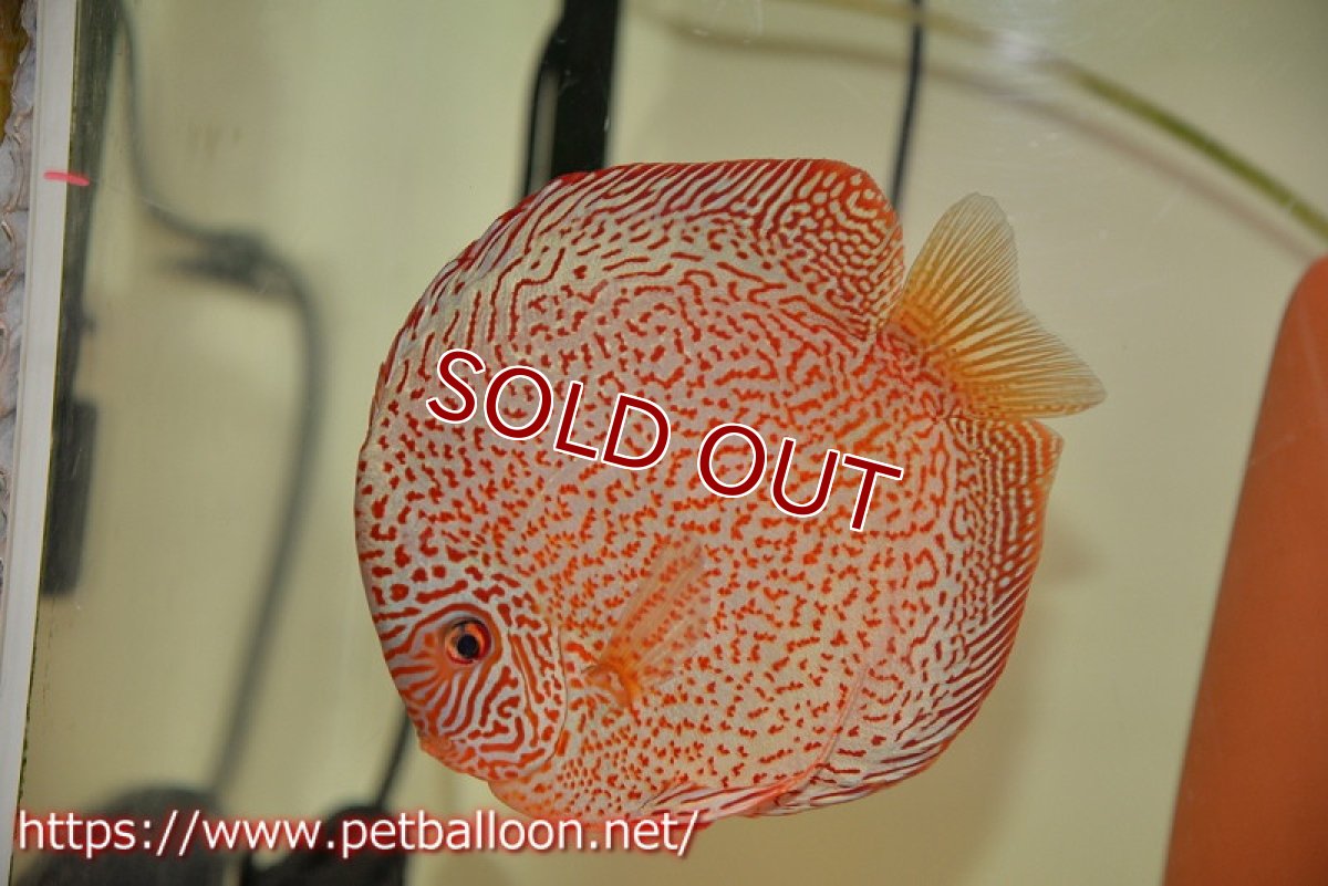 画像2: 【ディスカス】【通販】【産卵経験あり】レッドキングバイパー　ラウンドボディ【個体ペア販売】15cm（生体）マレーシア　KLディスカスファーム (2)