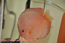 画像2: 【ディスカス】【通販】【産卵経験あり】レッドキングバイパー　ラウンドボディ【個体ペア販売】15cm（生体）マレーシア　KLディスカスファーム (2)