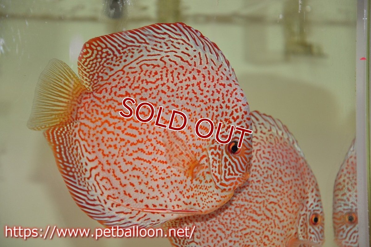 画像3: 【ディスカス】【通販】【産卵経験あり】レッドキングバイパー　ラウンドボディ【個体ペア販売】15cm（生体）マレーシア　KLディスカスファーム (3)