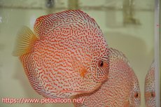 画像3: 【ディスカス】【通販】【産卵経験あり】レッドキングバイパー　ラウンドボディ【個体ペア販売】15cm（生体）マレーシア　KLディスカスファーム (3)