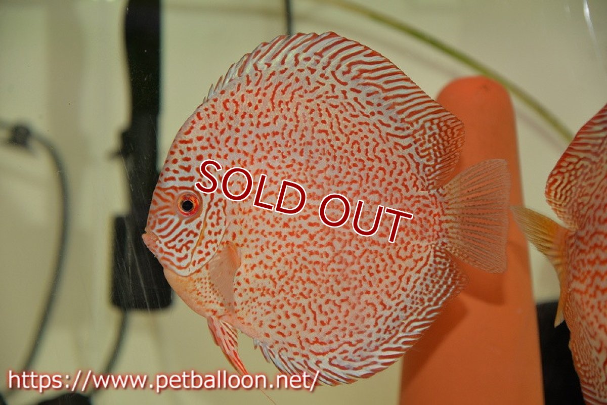 画像4: 【ディスカス】【通販】【産卵経験あり】レッドキングバイパー　ラウンドボディ【個体ペア販売】15cm（生体）マレーシア　KLディスカスファーム (4)