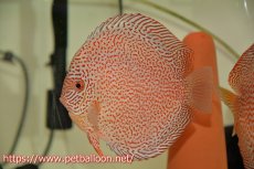 画像4: 【ディスカス】【通販】【産卵経験あり】レッドキングバイパー　ラウンドボディ【個体ペア販売】15cm（生体）マレーシア　KLディスカスファーム (4)