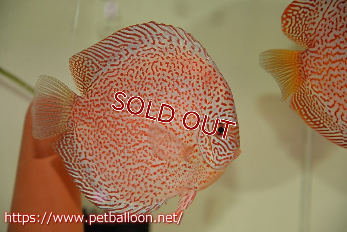 画像5: 【ディスカス】【通販】【産卵経験あり】レッドキングバイパー　ラウンドボディ【個体ペア販売】15cm（生体）マレーシア　KLディスカスファーム (5)