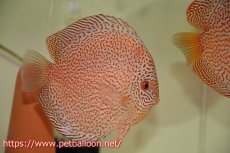 画像5: 【ディスカス】【通販】【産卵経験あり】レッドキングバイパー　ラウンドボディ【個体ペア販売】15cm（生体）マレーシア　KLディスカスファーム (5)