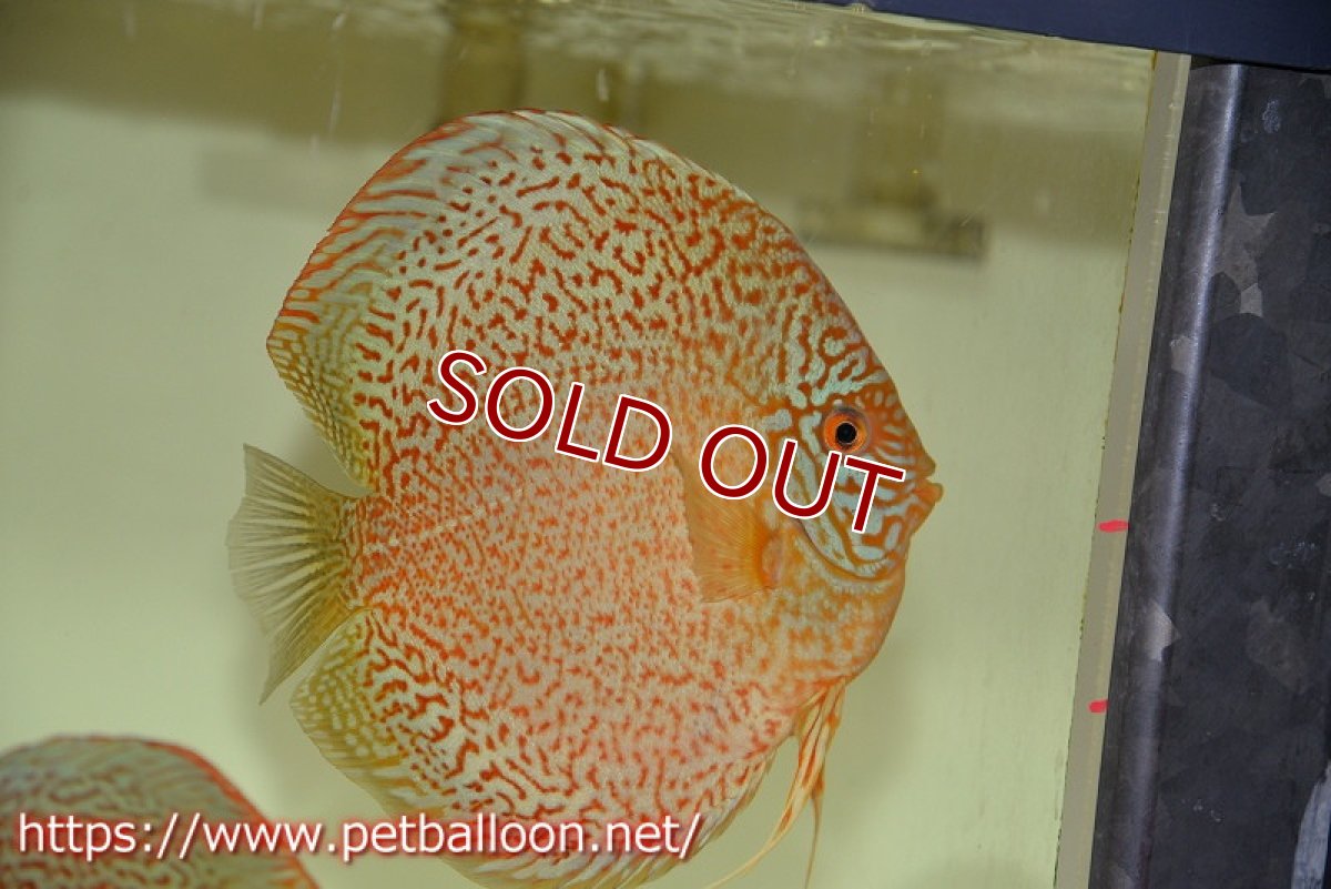 画像2: 【ディスカス】【通販】【産卵経験あり】ロイヤルレッドパールサクラ　ハイフォーム【個体ペア販売】16-17cm（生体）マレーシア　KLディスカスファーム (2)